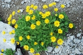 21 - Doronico dei macereti